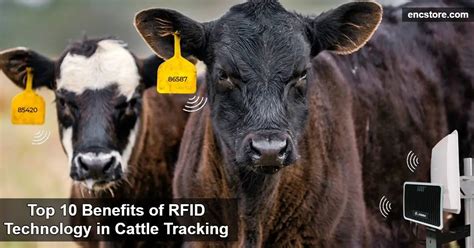 rfid tags for cattle tracking|allflex rfid tags for cattle.